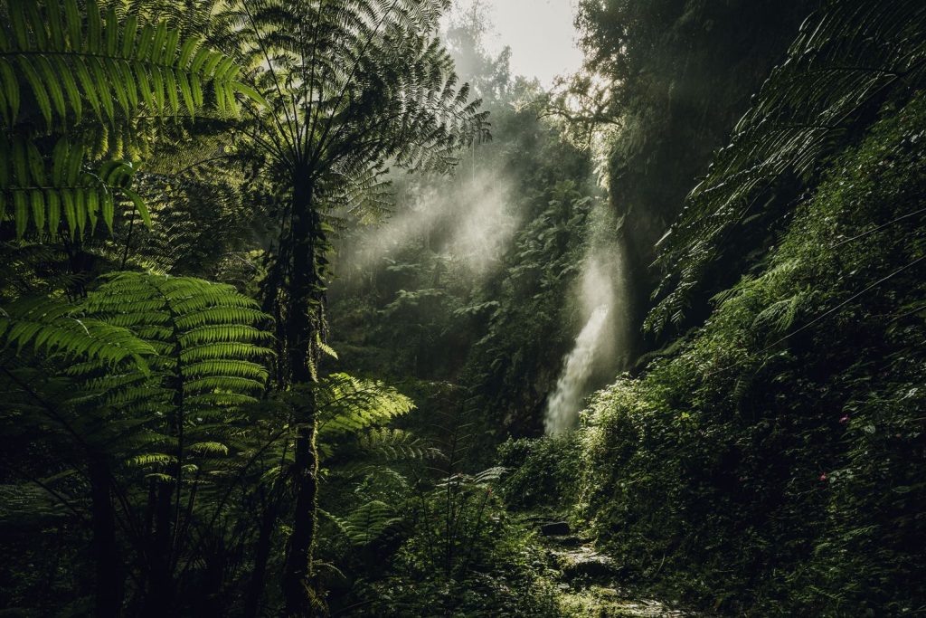 Nyungwe National Park​